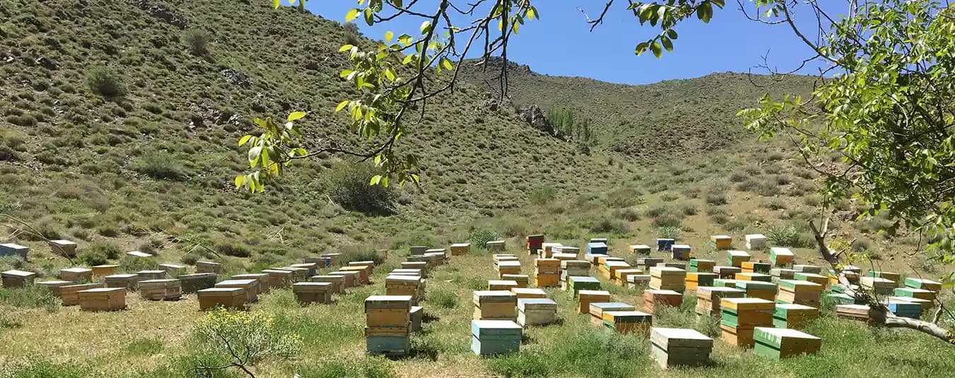 عسل طبیعی کوهستان